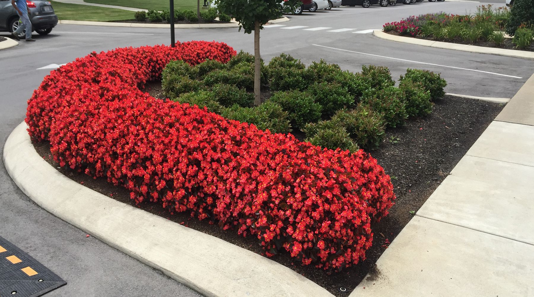 Picture of lots of red flowers in a flower bed.