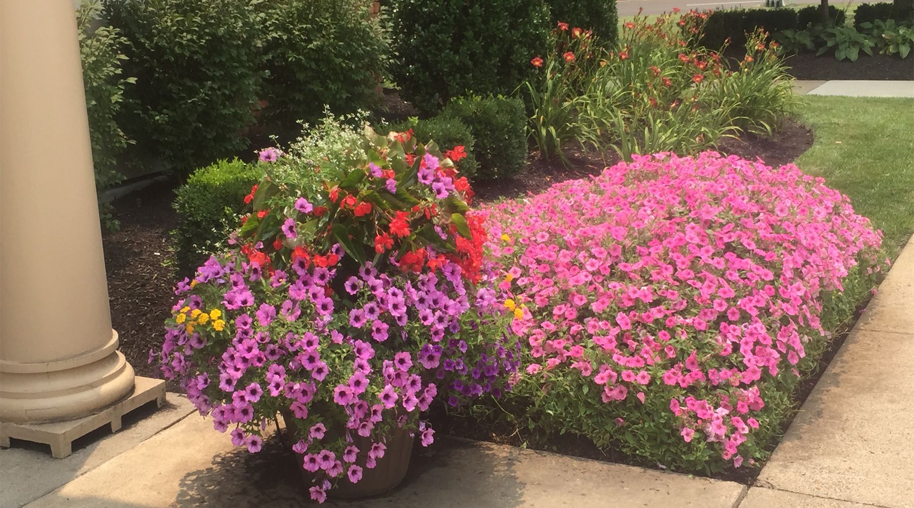 Picture of pink and purple flowers along a sidewalk.
