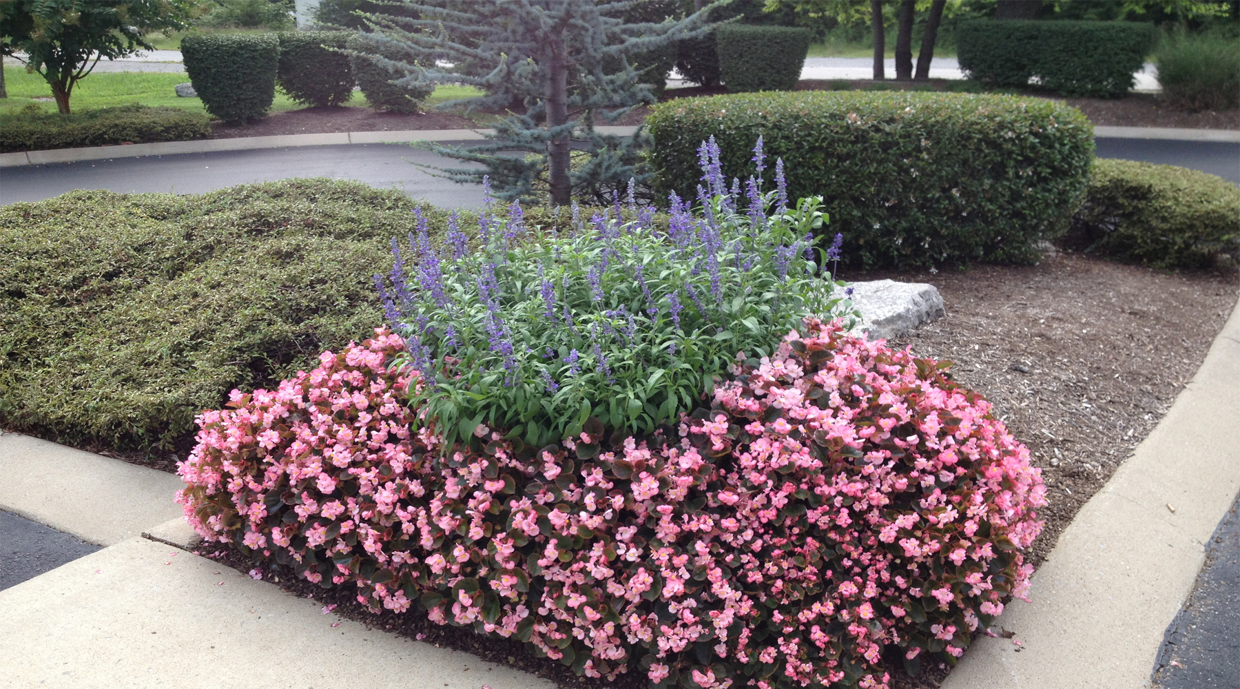 Picture of pink and purple flowers in a flower bed.